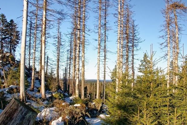 Nadelwald nach Borkenkäferbefall 