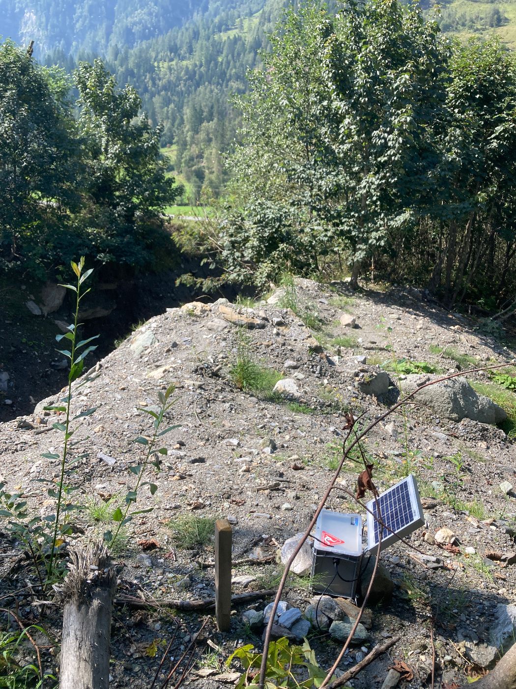 Foto vom Wald mit Blick auf ein aufgestelltes Messgerät