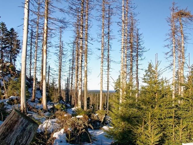 Nadelwald nach Borkenkäferbefall 